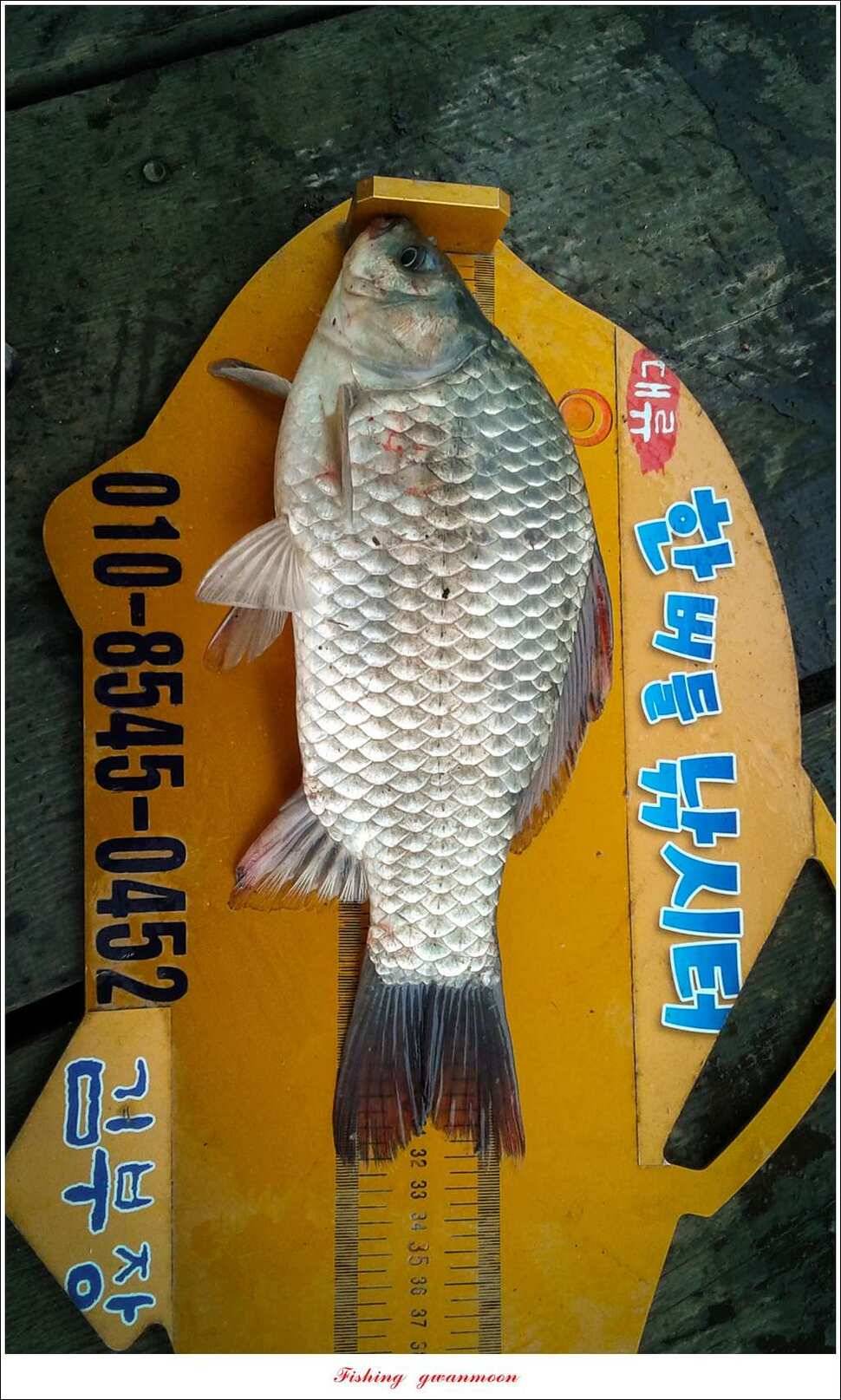 한버들 월척 조황 (조황조행기 - 특파원조황)