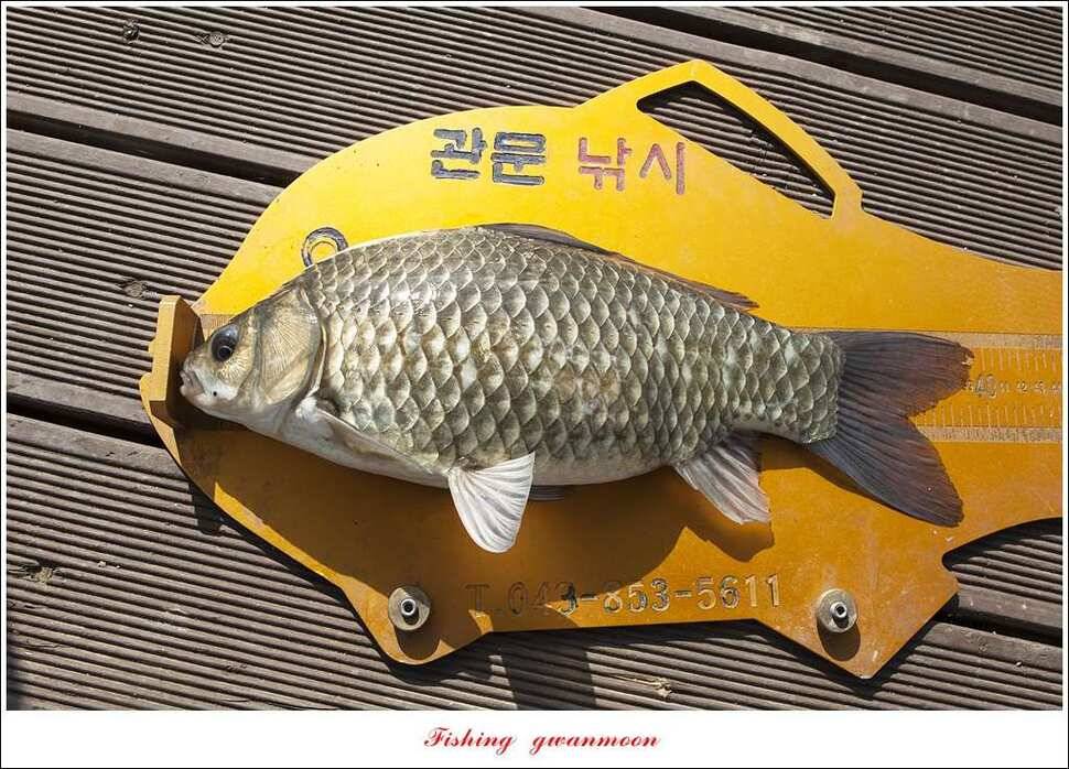 한버들 43 cm 40 cm실리곡 43 cm 사짜 대물 (조황조행기 - 특파원조황)
