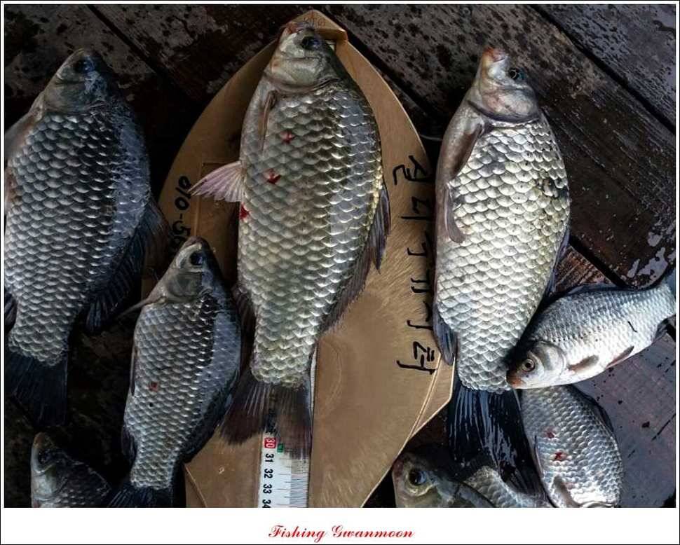 실리곡화곡지제일 조황 (조황조행기 - 특파원조황)