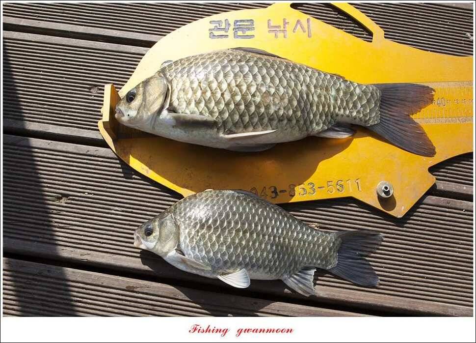 한버들 43 cm 40 cm실리곡 43 cm 사짜 대물 (조황조행기 - 특파원조황)