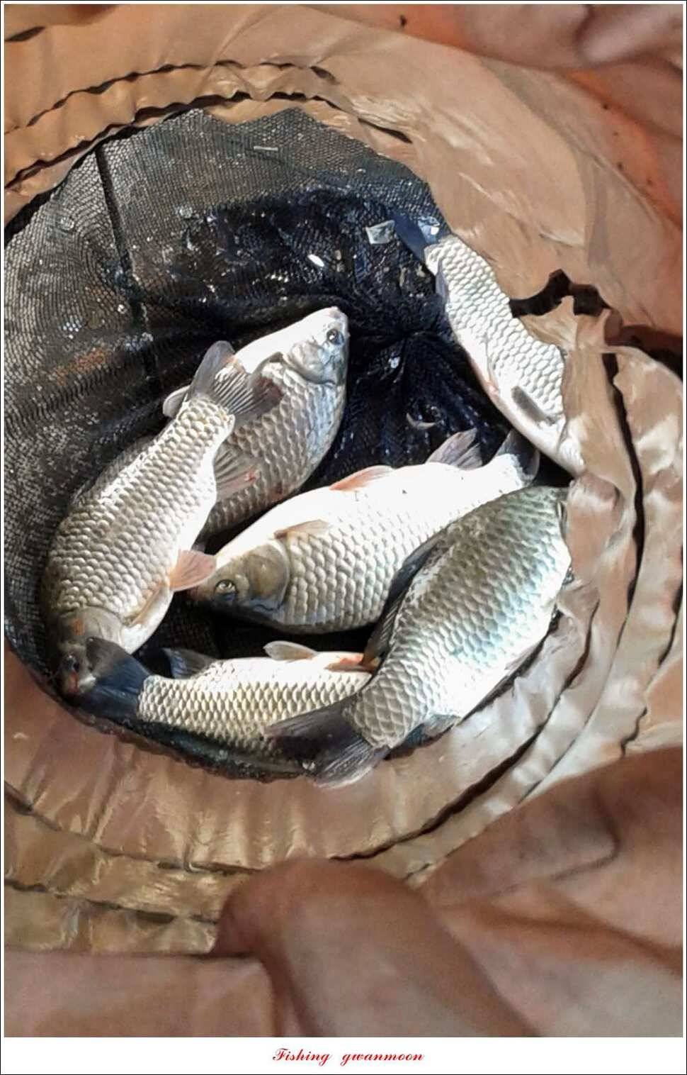 한버들 월척 조황 (조황조행기 - 특파원조황)