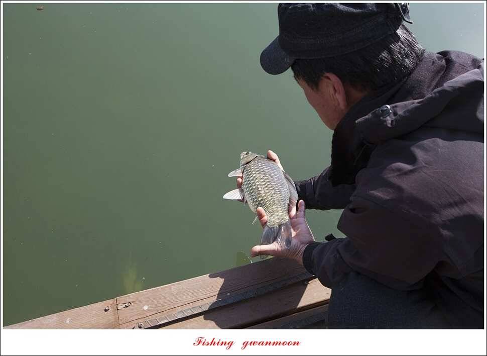 한버들 43 cm 40 cm실리곡 43 cm 사짜 대물 (조황조행기 - 특파원조황)