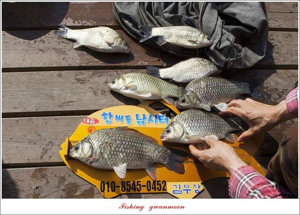 한버들 43 cm 40 cm실리곡 43 cm 사짜 대물 (조황조행기 - 특파원조황)