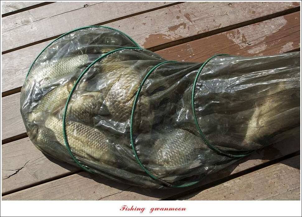 한버들 43 cm 40 cm실리곡 43 cm 사짜 대물 (조황조행기 - 특파원조황)