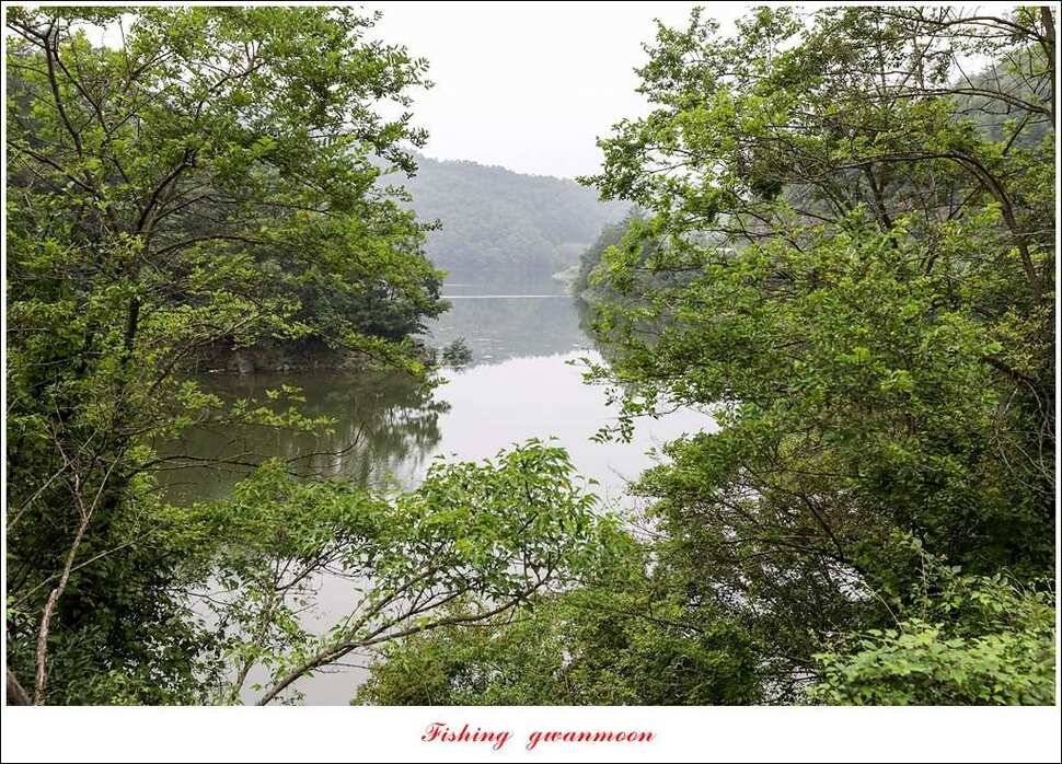 돌감실리곡한버들화곡지 조황 (조황조행기 - 특파원조황)