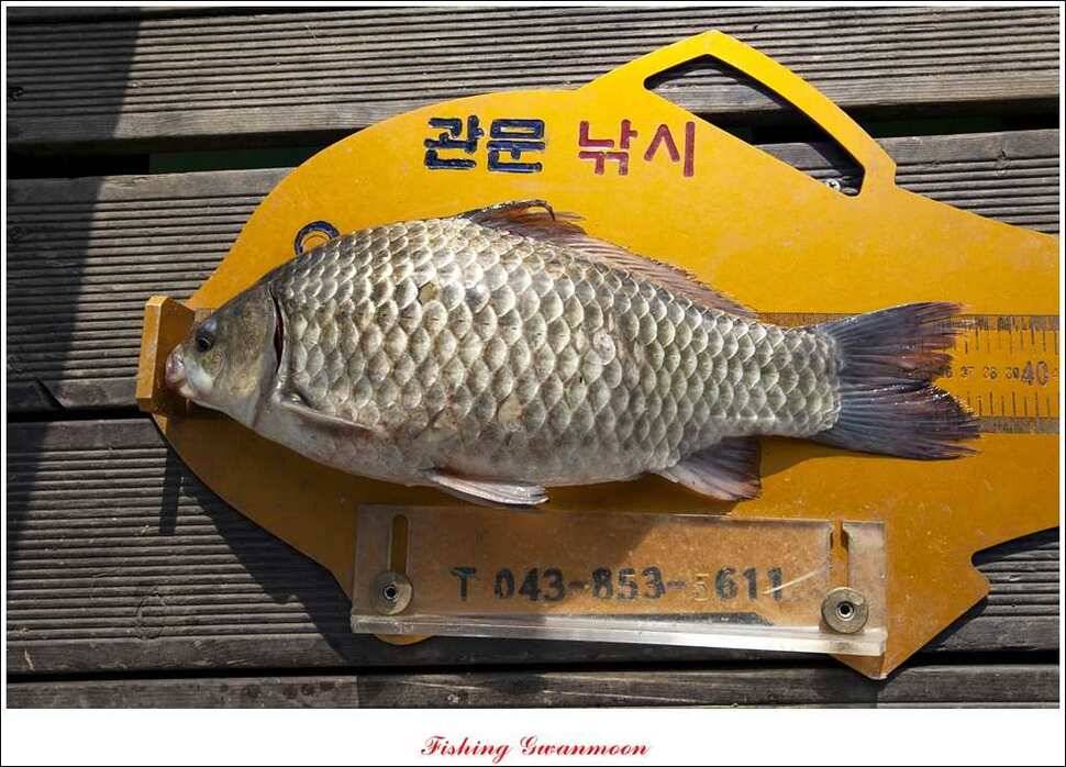 윤 375 cm 월척과 충주호 조황 (조황조행기 - 특파원조황)