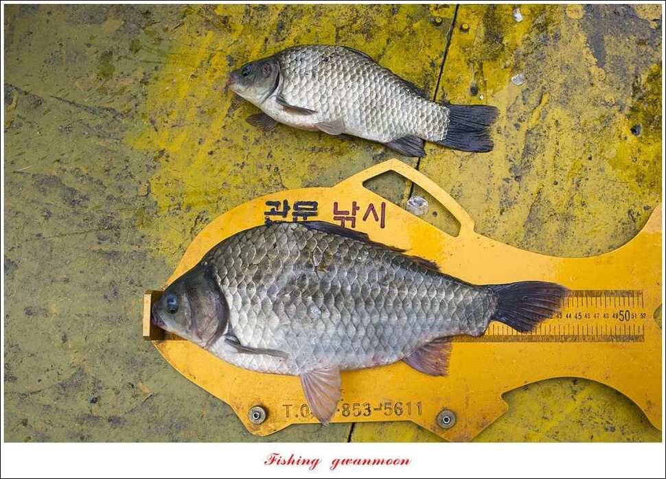 병호 445 cm실리곡돌감한버들노지조황 (조황조행기 - 특파원조황)