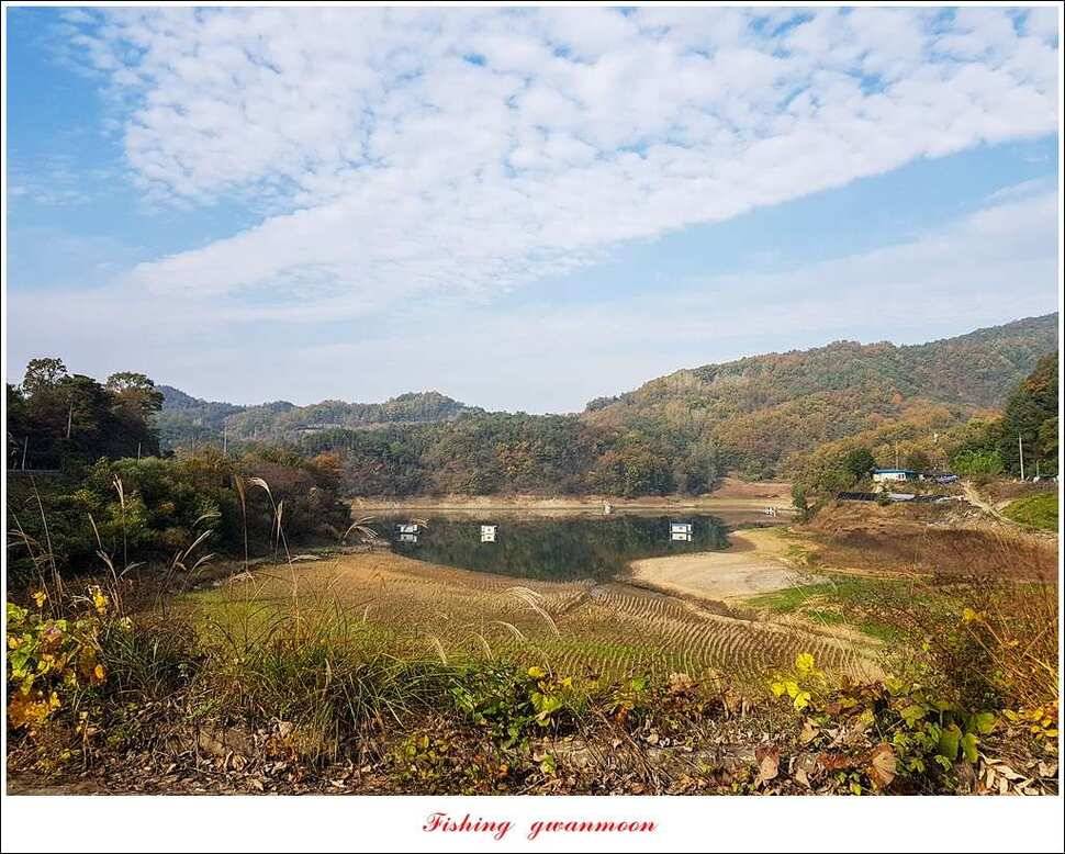 신매실리곡한버들 월척 조황 (조황조행기 - 특파원조황)