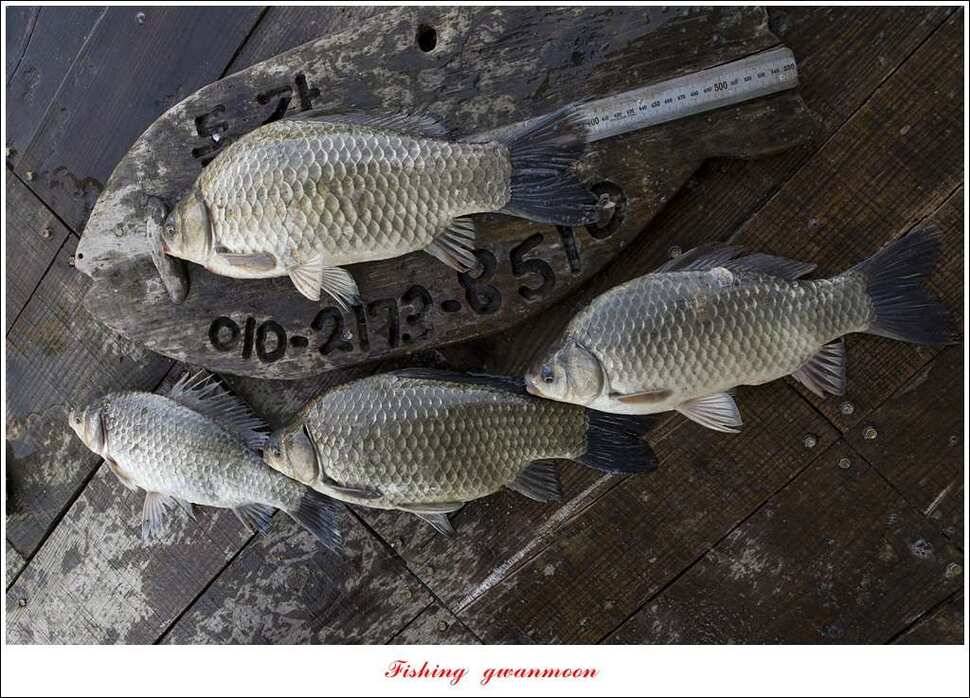 돌감 40 cm40 cm신리 42 cm 화곡지 사짜 조황 (조황조행기 - 특파원조황)