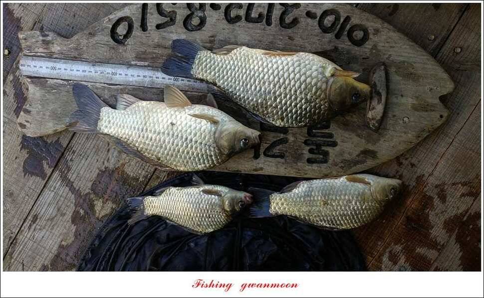 제일 사짜신매돌감 월척 조황 (조황조행기 - 특파원조황)