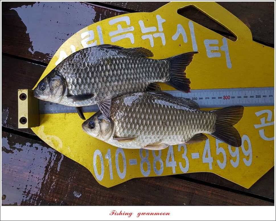 윤 낚시터 41 cm 늘푸른 16 kg 장어실리곡 37 cm한버들 월척 조황 (조황조행기 - 특파원조황)