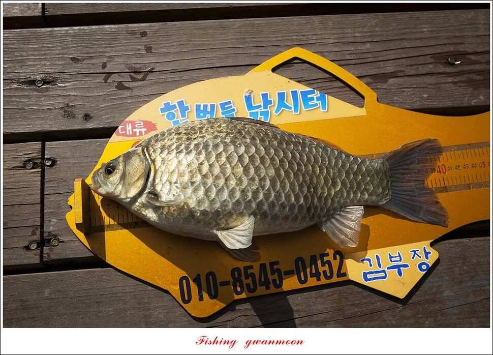 한버들 43 cm 40 cm실리곡 43 cm 사짜 대물 (조황조행기 - 특파원조황)