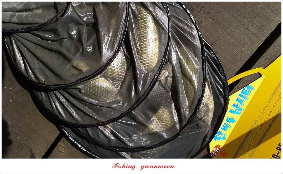 한버들 43 cm 40 cm실리곡 43 cm 사짜 대물 (조황조행기 - 특파원조황)