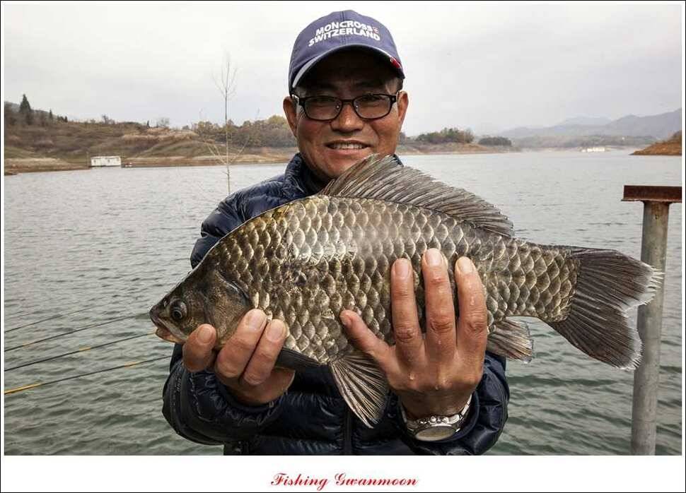 돌감 사짜병호 마릿수 월척실리곡짱가네 월척 조황 (조황조행기 - 특파원조황)