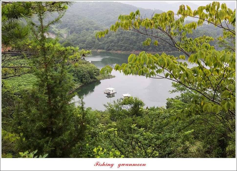 돌감실리곡한버들화곡지 조황 (조황조행기 - 특파원조황)