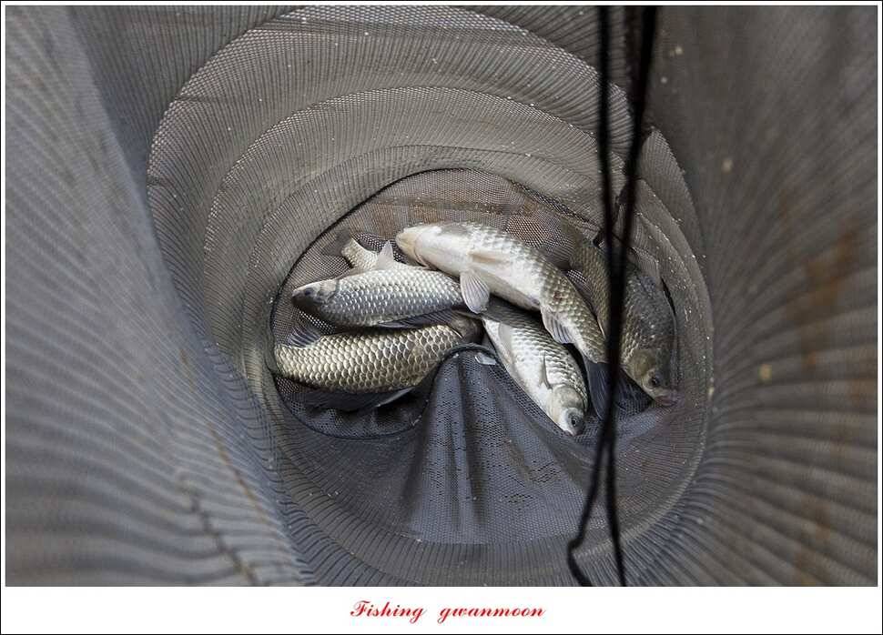 한버들 사짜 및 월척 대박화곡지 사짜신매 월척실리곡 월척 (조황조행기 - 특파원조황)