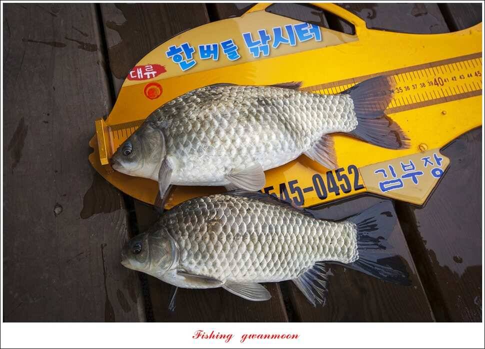 한버들 사짜 및 월척 대박화곡지 사짜신매 월척실리곡 월척 (조황조행기 - 특파원조황)