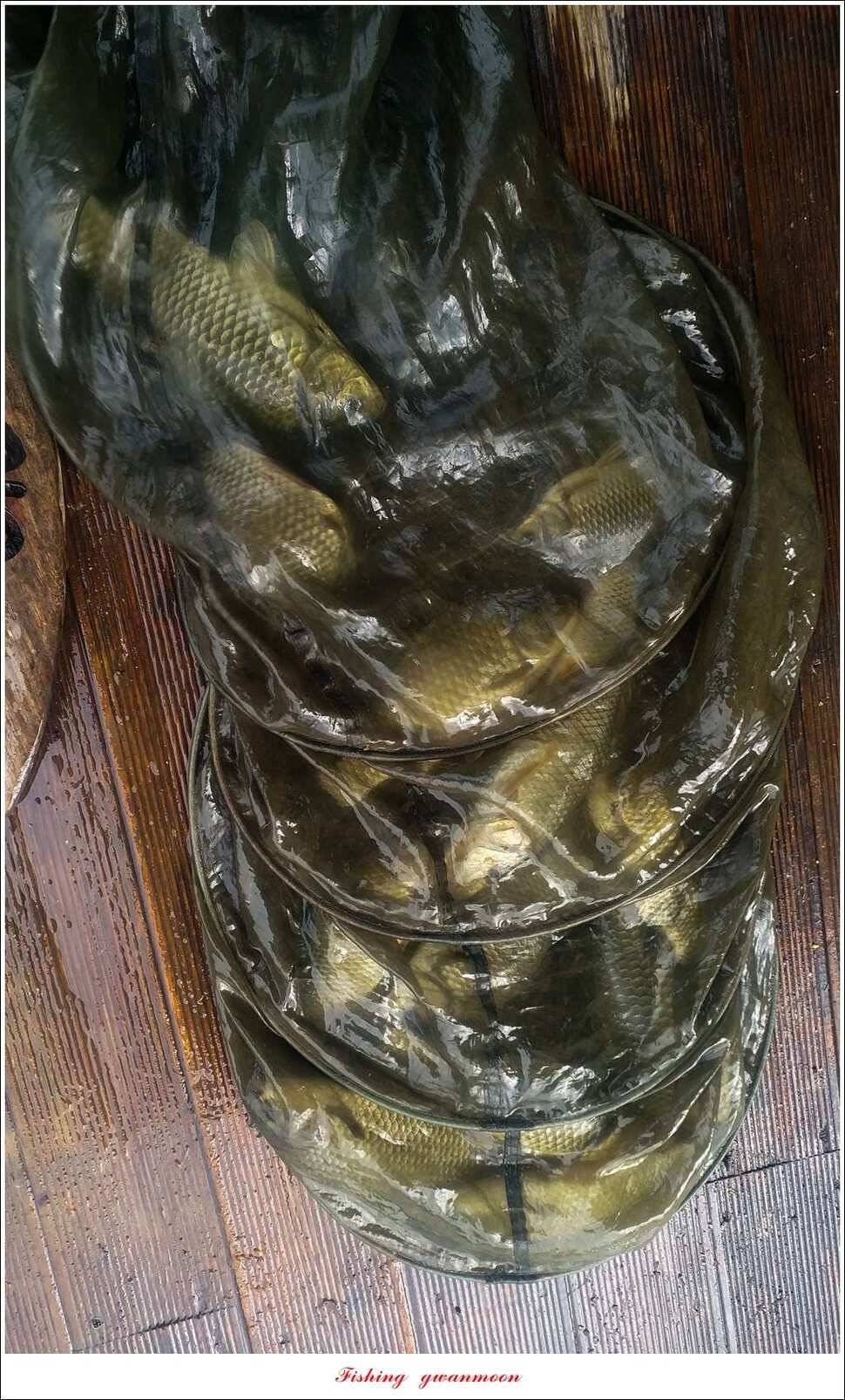 돌감실리곡한버들화곡지 조황 (조황조행기 - 특파원조황)