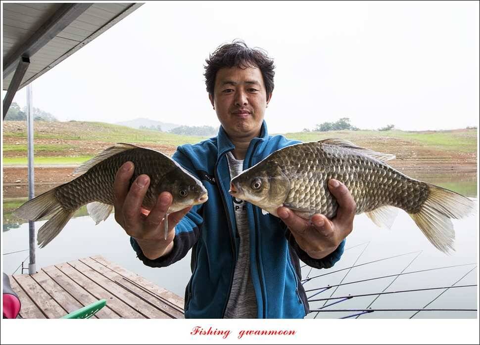 한버들 사짜 및 월척 대박화곡지 사짜신매 월척실리곡 월척 (조황조행기 - 특파원조황)
