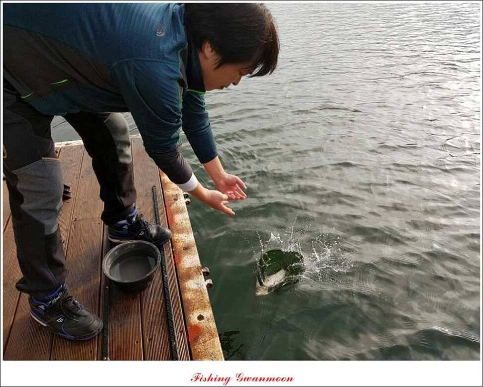충주호 주말 조황 (조황조행기 - 특파원조황)