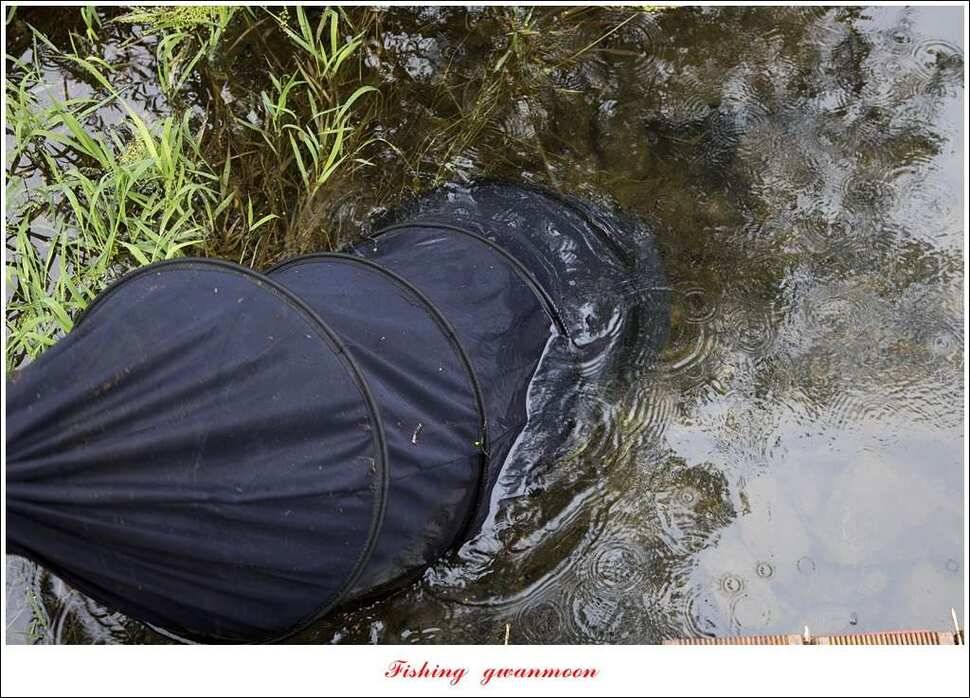칠성지 사짜한버들실리곡돌감소류지 사짜 조황 (조황조행기 - 특파원조황)