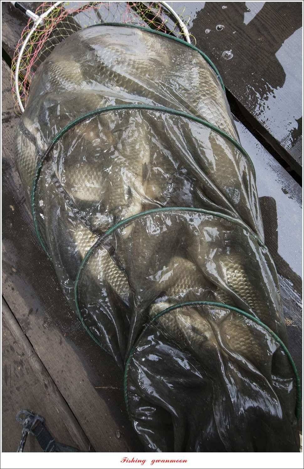 한버들 사짜 및 월척 대박화곡지 사짜신매 월척실리곡 월척 (조황조행기 - 특파원조황)