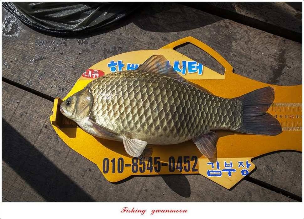 한버들 43 cm 40 cm실리곡 43 cm 사짜 대물 (조황조행기 - 특파원조황)
