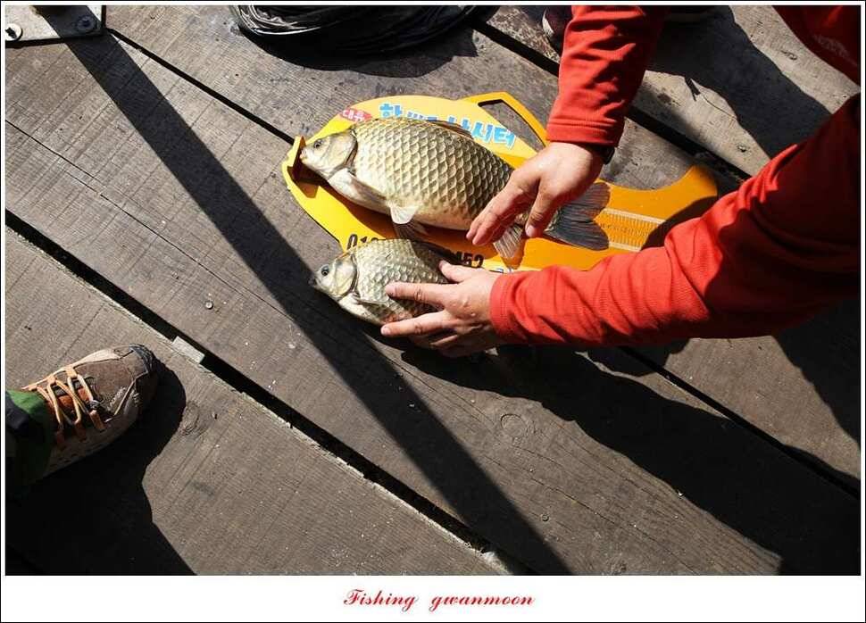 한버들 43 cm 40 cm실리곡 43 cm 사짜 대물 (조황조행기 - 특파원조황)