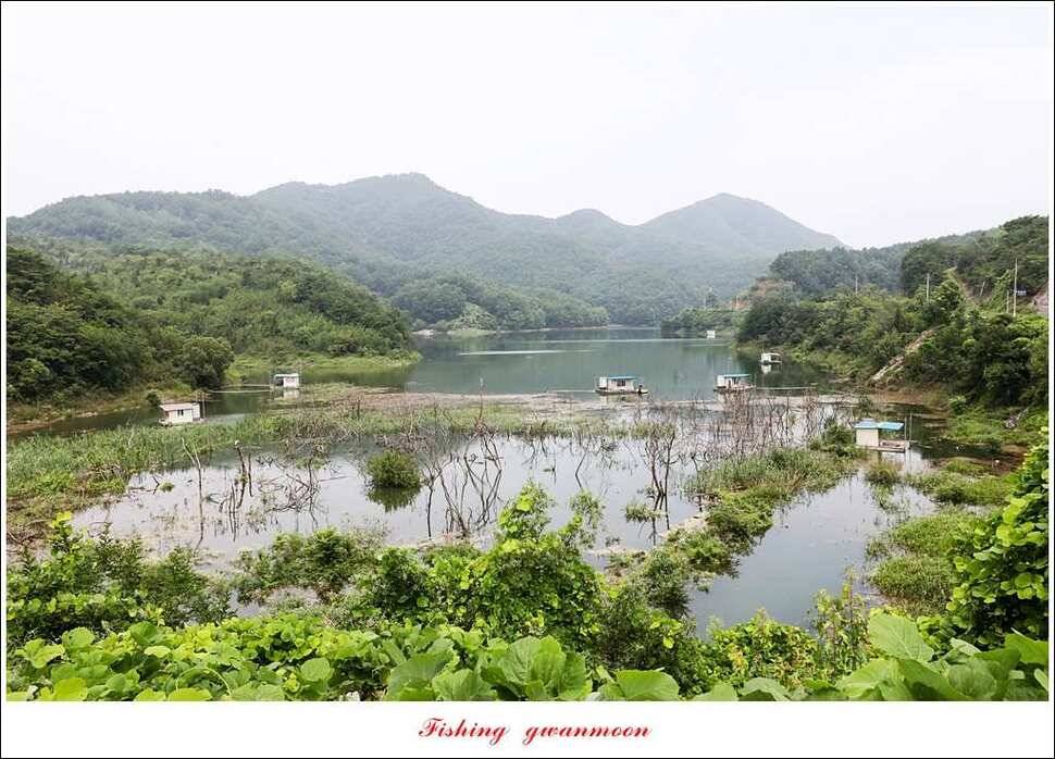 돌감실리곡한버들화곡지 조황 (조황조행기 - 특파원조황)