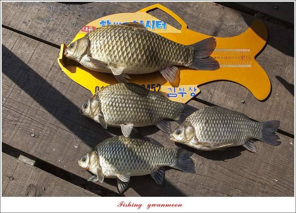 한버들 43 cm 40 cm실리곡 43 cm 사짜 대물 (조황조행기 - 특파원조황)
