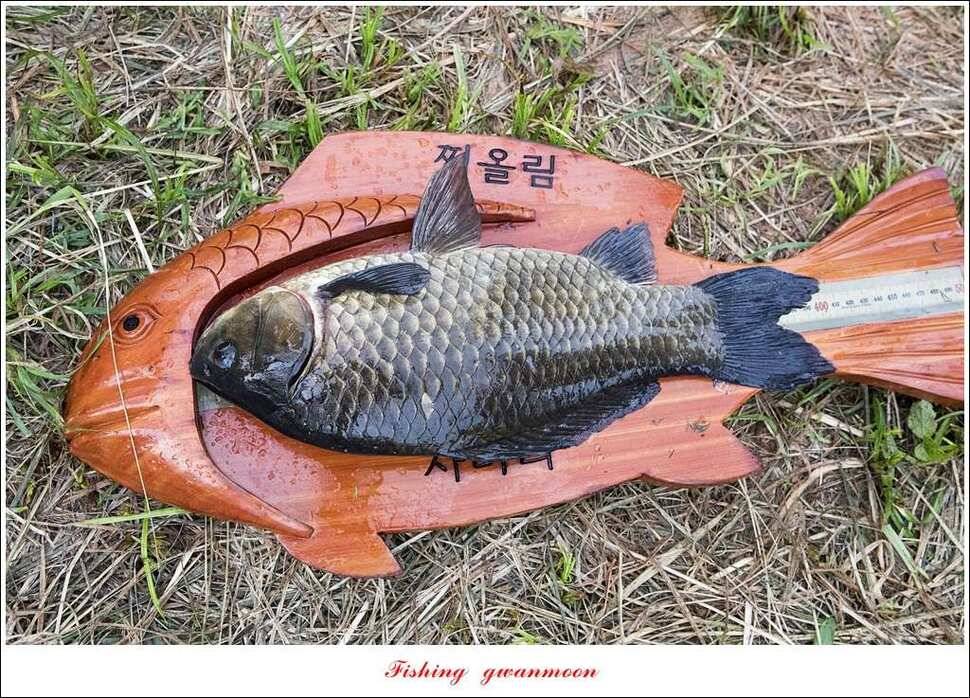 칠성지 사짜한버들실리곡돌감소류지 사짜 조황 (조황조행기 - 특파원조황)