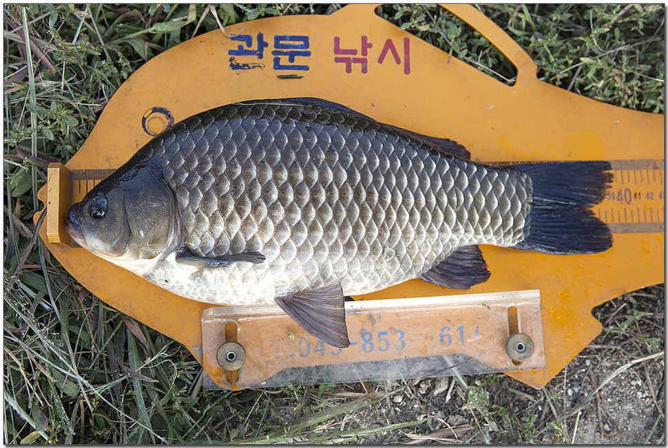 소류지 대물충주권 조황 (조황조행기 - 특파원조황)