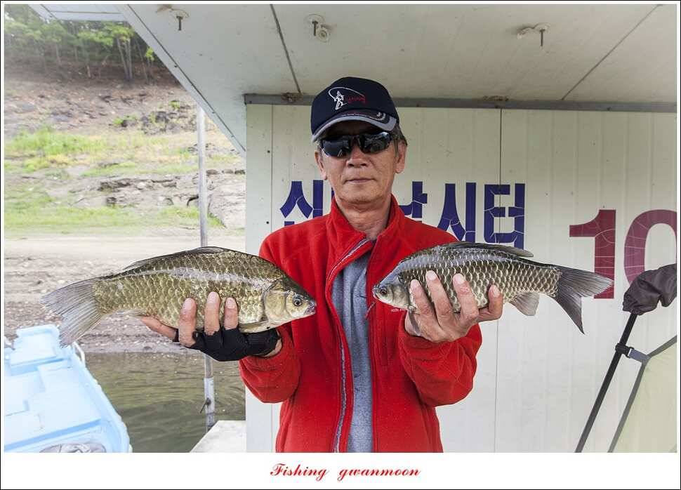 한버들 415 cm39 cm신매 월척 조황 (조황조행기 - 특파원조황)