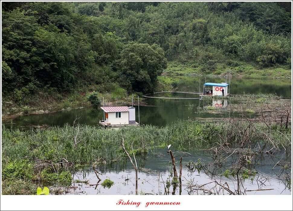 돌감실리곡한버들화곡지 조황 (조황조행기 - 특파원조황)