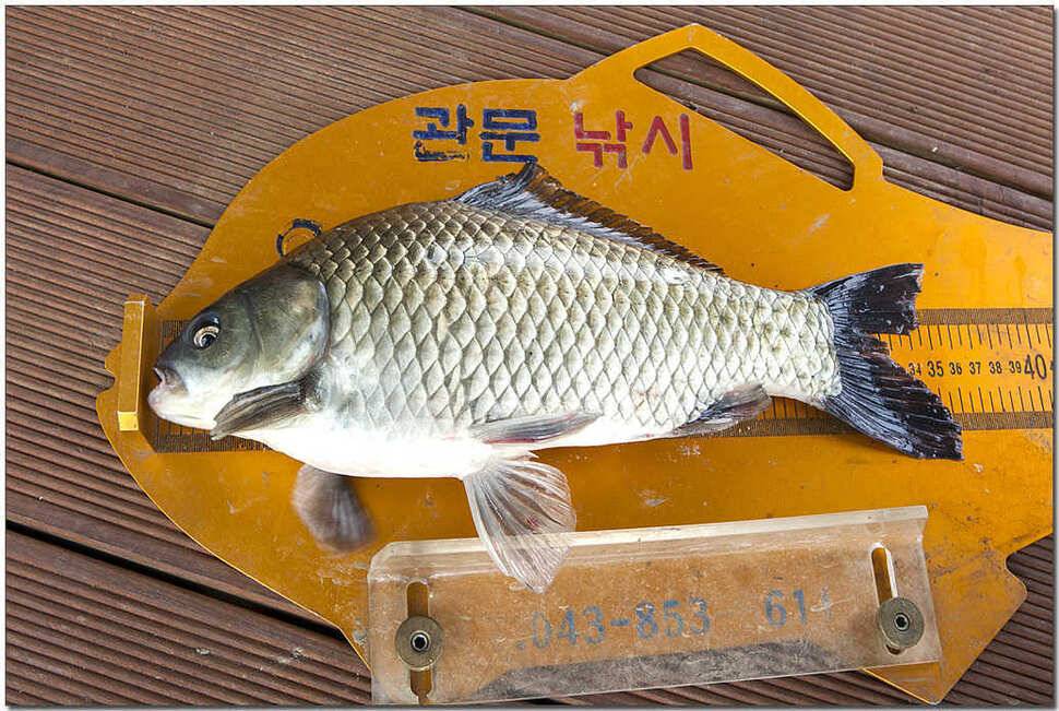 제일 월척주변 저수지 현황 (조황조행기 - 특파원조황)