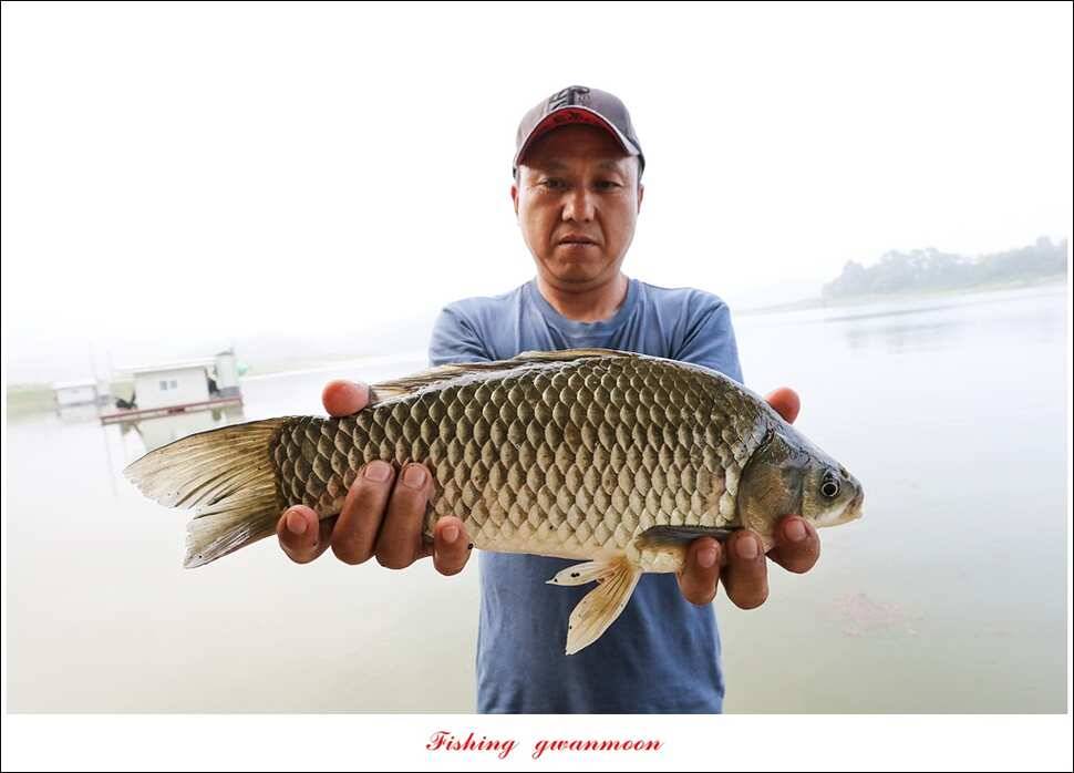 한버들 41 cm40 cm늘푸른 키로장어화곡지 사짜 (조황조행기 - 특파원조황)