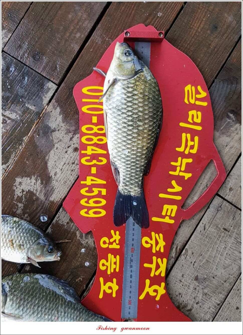 돌감실리곡한버들화곡지 조황 (조황조행기 - 특파원조황)