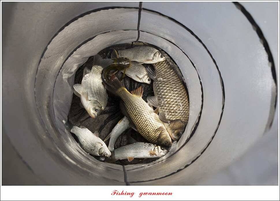 한버들 43 cm 40 cm실리곡 43 cm 사짜 대물 (조황조행기 - 특파원조황)