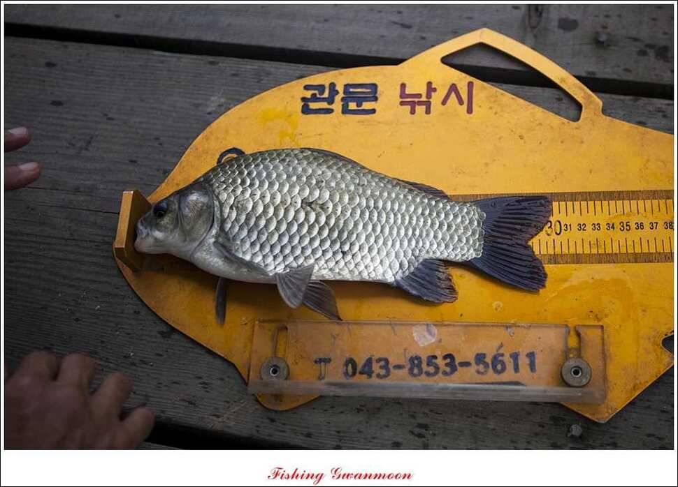 한버들 월척 및 마릿수실리곡 월척충주호 노지 월척 (조황조행기 - 특파원조황)