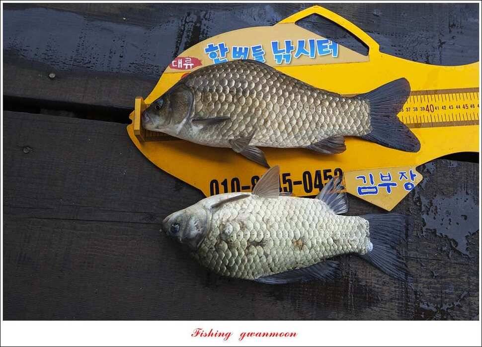 한버들 사짜 및 월척 대박화곡지 사짜신매 월척실리곡 월척 (조황조행기 - 특파원조황)