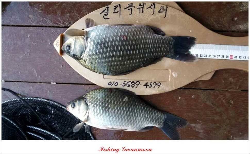 충주호 주말 조황 (조황조행기 - 특파원조황)