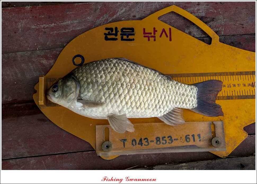 대류 한버들 455 cm늘푸른 장어솔 월척 (조황조행기 - 특파원조황)