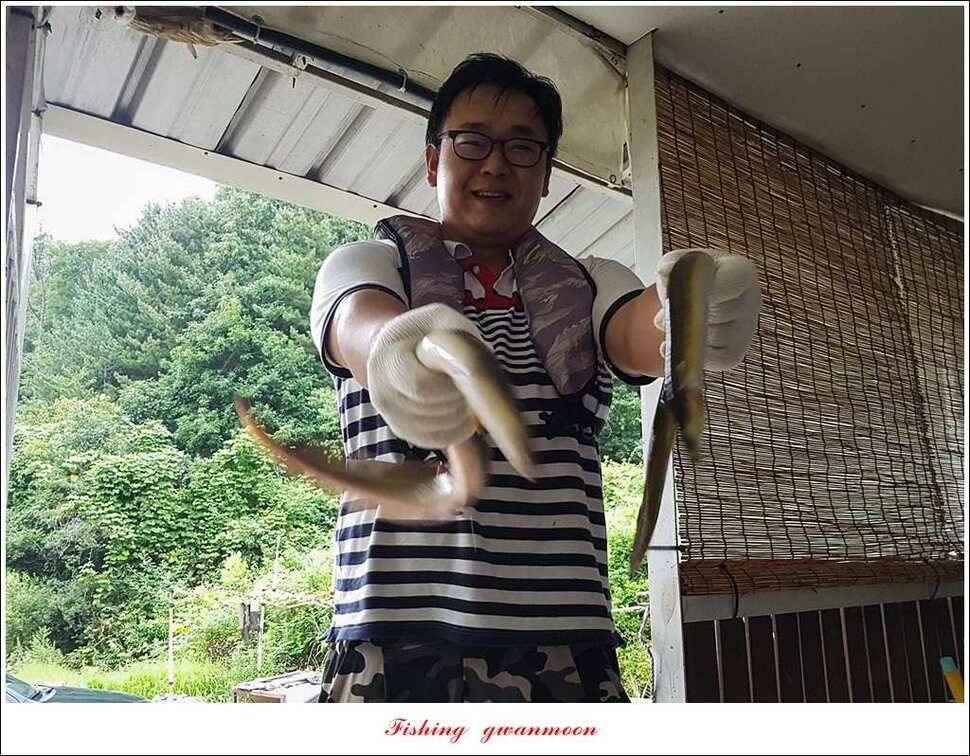 칠성지 사짜매전지화곡지늘푸른 장어 조황 (조황조행기 - 특파원조황)