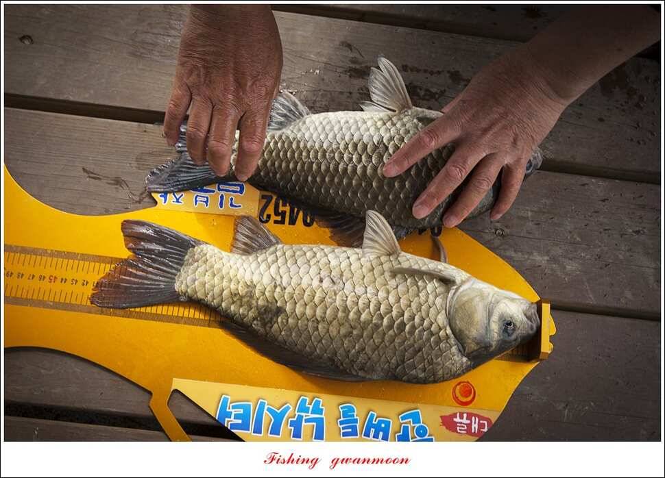 한버들 415 cm39 cm신매 월척 조황 (조황조행기 - 특파원조황)