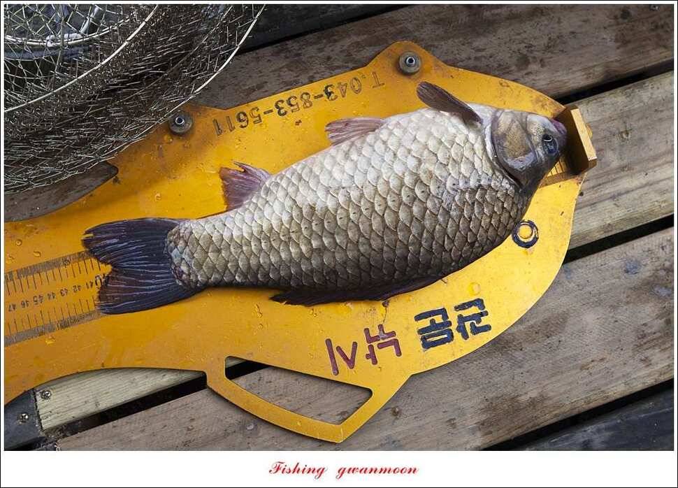 문골 41 cm 사짜 대물한버들 39 cm 조황 소식 (조황조행기 - 특파원조황)