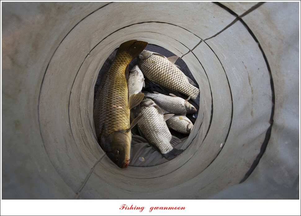 한버들 41 cm405 cm실리곡 마릿수 조황 (조황조행기 - 특파원조황)