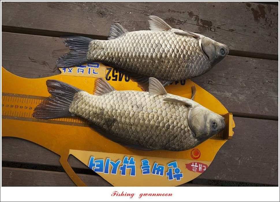 한버들 415 cm39 cm신매 월척 조황 (조황조행기 - 특파원조황)