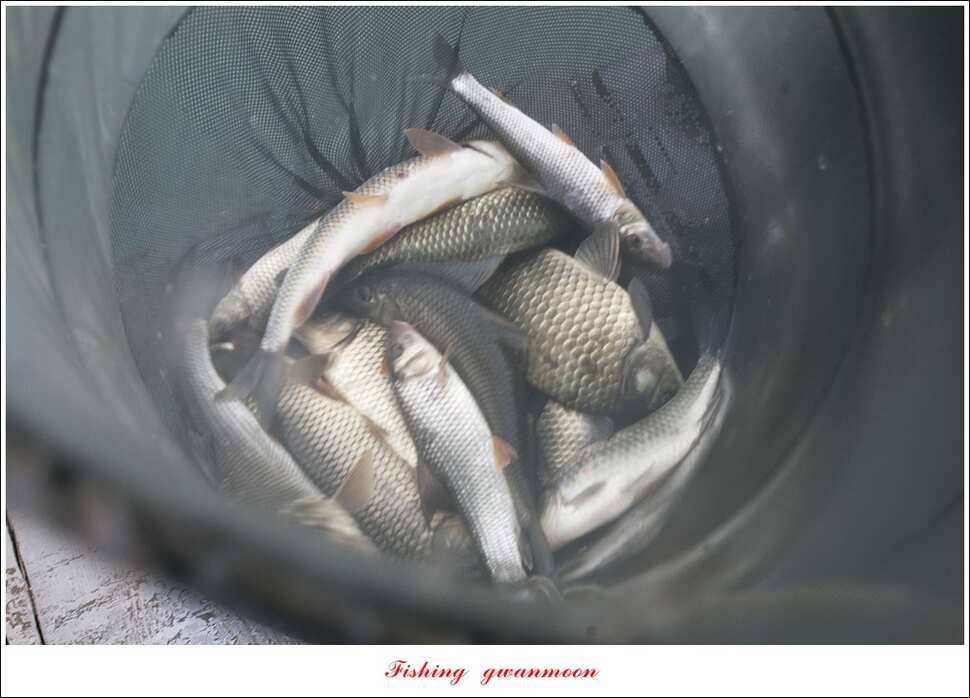 한버들 사짜 및 월척 대박화곡지 사짜신매 월척실리곡 월척 (조황조행기 - 특파원조황)