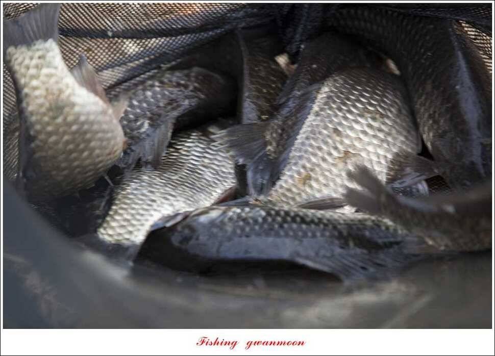 충주괴산권 조황 (조황조행기 - 특파원조황)