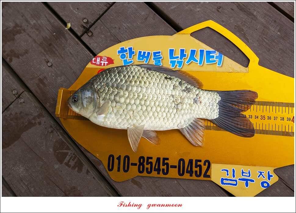 한버들 사짜 및 월척 대박화곡지 사짜신매 월척실리곡 월척 (조황조행기 - 특파원조황)